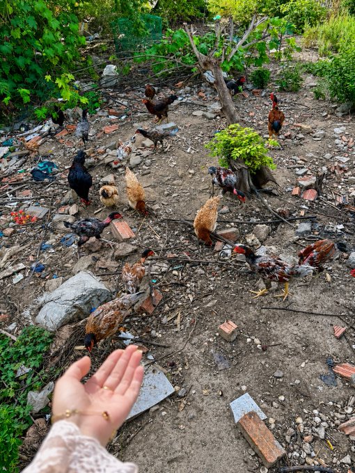 A person's hand reaches out toward a flock of chickens in a rural, dirt-filled yard scattered with debris, bricks, and small trees.