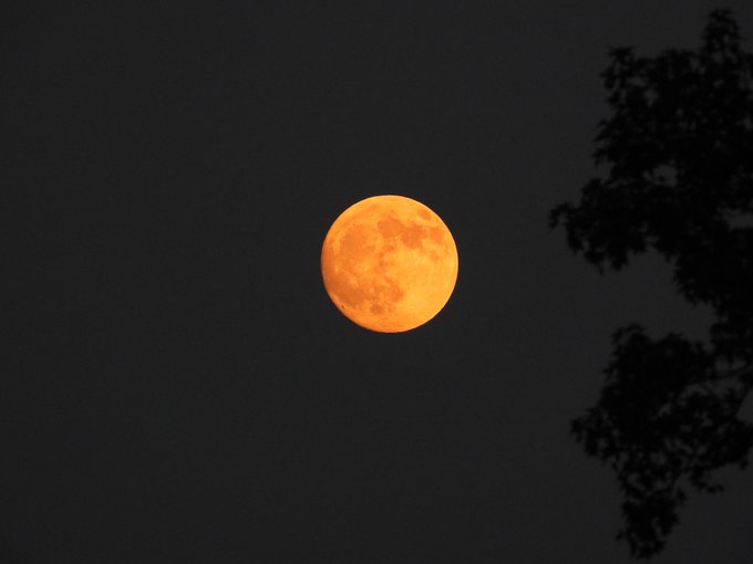 A glowing orange full moon dominates a dark night sky, with the silhouetted branches of a tree visible on the right side. The warm amber hue and crisp detail match the post's description of a striking nighttime scene captured in Texas.