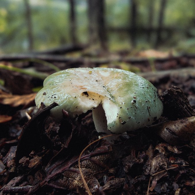 A pale green and white mushroom cap sits on a forest floor covered in dark brown leaves, twigs, and wood debris, with blurred trees in the background.