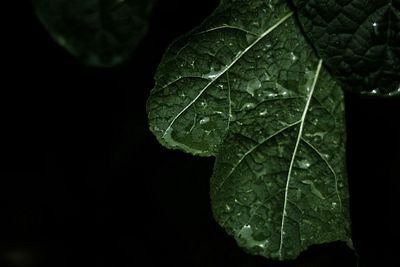 A close-up of a dark green leaf with visible veins and water droplets against a black background, complementing the post's mention of a digital artwork titled "flicker of clarity" featured on objkt.com, where the image's delicate textures and interplay of light and shadow highlight the artistic appreciation noted in the message.
