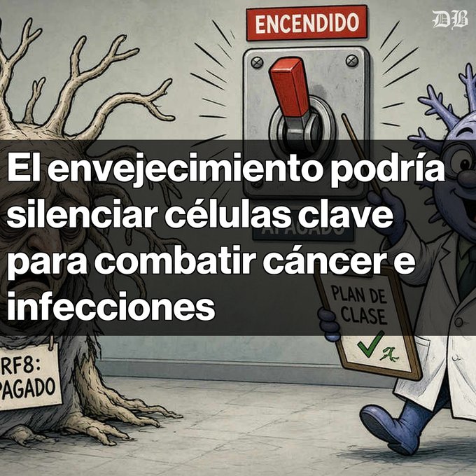 An editorial illustration with Spanish text reading 'El envejecimiento podría silenciar células clave para combatir cáncer e infecciones' depicts a tree and an ant scientist flipping a switch from 'APAGADO' to 'ENCENDIDO'.