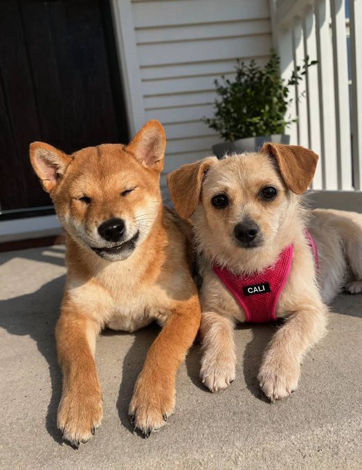 Two dogs lounge together on a sunny porch — a red Shiba Inu with its eyes blissfully closed beside a scruffy terrier mix wearing a pink harness labeled "CALI." The image playfully mirrors the $FLOKI x $CALI meetup vibe, with the content, squinty Shiba resembling a relaxed Shiba-floki spirit, posing alongside its canine companion Cali.