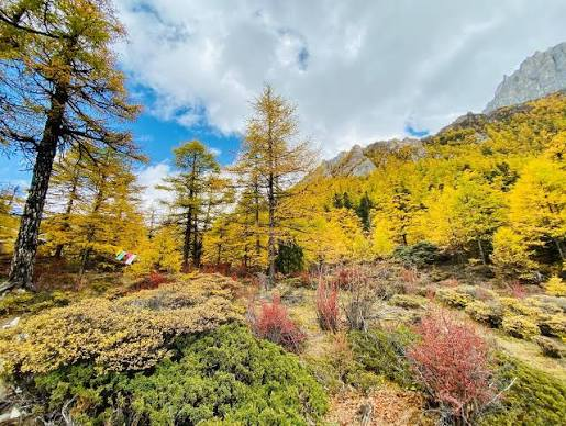 A scenic autumn landscape featuring golden yellow trees, green shrubs, and red bushes on a hillside, with a mountain peak and partly cloudy sky in the background.
