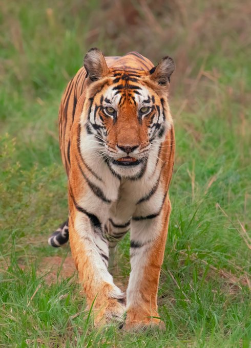 A Bengal tiger walking forward through tall green grass, looking directly at the camera.