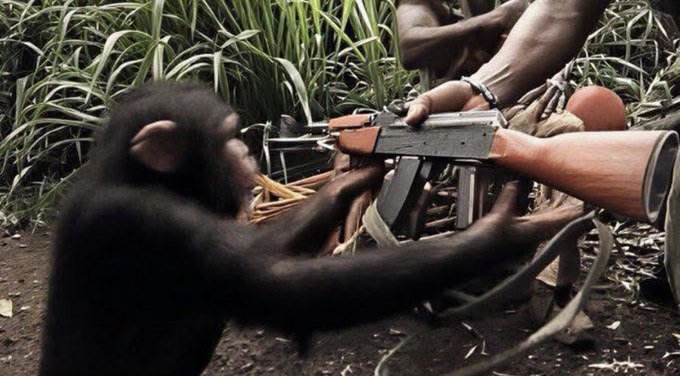 A young chimpanzee grips an AK-47 while a human hand holds it steady, surrounded by jungle foliage—a visual metaphor for the reckless, blind leap into volatile memecoins without understanding what they're really getting into.