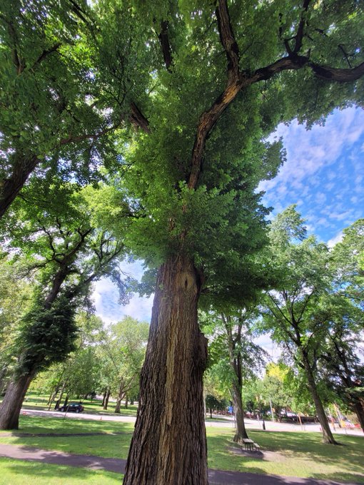 A large, mature tree with a thick, textured trunk and a full canopy of green leaves stands in a sunny park, with other trees and a pathway visible in the background.