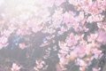 A hazy, sunlit close-up of delicate pink cherry blossoms against a soft, glowing background.