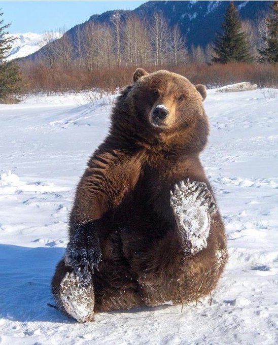 A large brown bear sits upright in the snow, one paw raised, appearing almost meditative against a mountainous backdrop—fittingly symbolic of the market's patient, watchful stance as it waits to see whether the Clarity Act delay, Wednesday's Fed decision, or BTC's hold at $65k will be the real catalyst, or if it's just options positioning driving the show.
