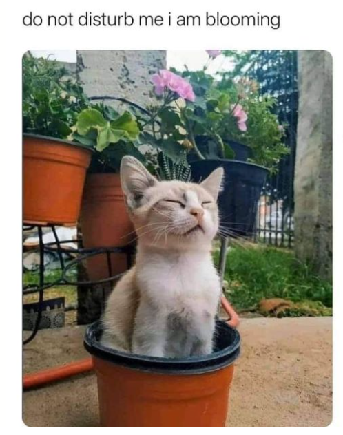 A cute kitten sits inside a terracotta flower pot with eyes closed in a blissful expression, captioned 'do not disturb me i am blooming' at the top.