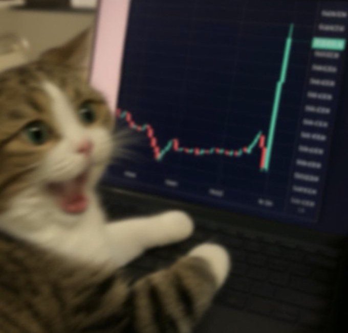 A shocked-looking cat with an open mouth sits in front of a laptop displaying a candlestick chart, reacting with apparent awe to the dramatic upward price spike shown on the screen—capturing the disbelief of a crypto trader watching bullish gains align with the post's message of buying and staking through the bull market.