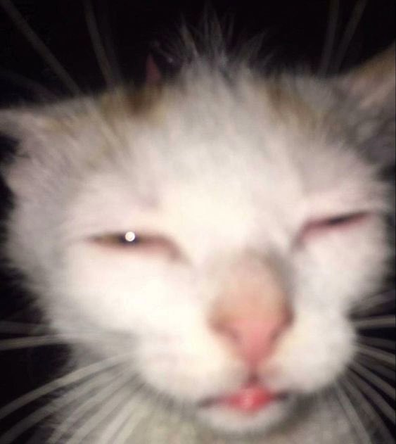 A blurry, close-up photograph of a white and orange cat with its eyes squinted shut and tongue slightly sticking out in what appears to be a bleary expression.
