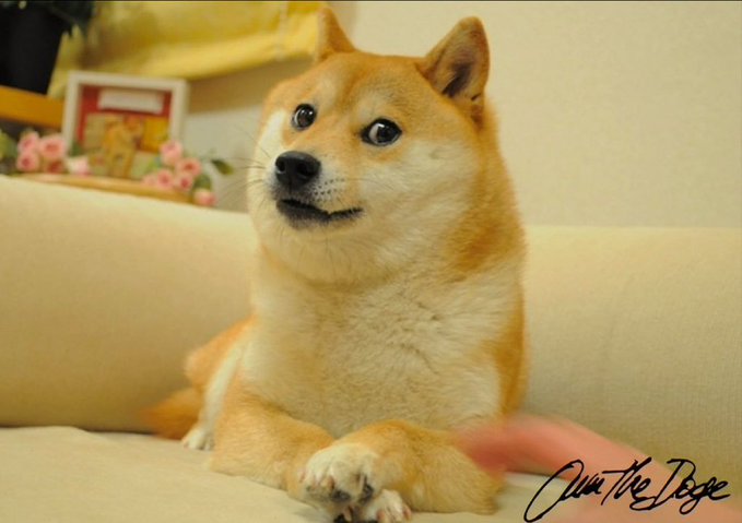 The image features a brown dog sitting on top of a couch, looking directly at the camera with an expression that suggests it might be confused or unsure about something. The background includes a white wall and a window, which adds depth to the scene. The caption "In Doge we trust" is written in black text above the dog's head, indicating that the image was taken by someone named "The Dog".