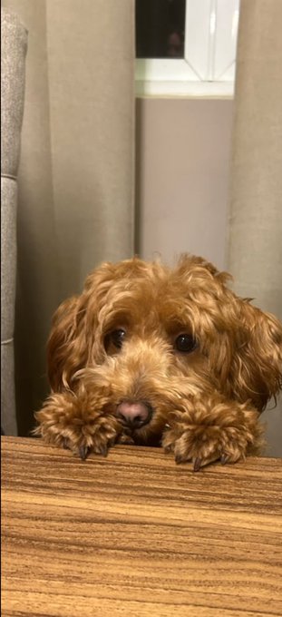 A small brown curly-haired dog rests its paws on the edge of a wooden table, looking directly at the camera.