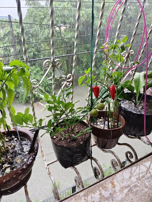 A photograph of potted pepper plants with green and red peppers hanging on a decorative white metal railing on a balcony.