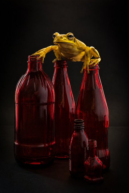 A yellow tree frog perches atop a group of deep red glass bottles of varying sizes against a dark background.