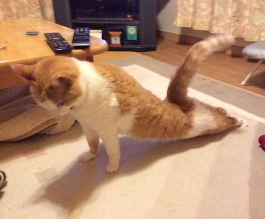 An orange and white cat stretching downward on a carpeted floor with a wooden table, remote controls, and a television visible in the background of a living room.