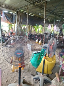 A photo of an outdoor poultry farm featuring a large standing fan and chickens in the background under a makeshift shelter.