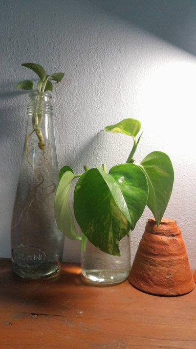 The image features three potted plants sitting on a wooden table, with one of them being a small cactus plant that has grown roots out of its water bottle. The other two plants are larger and have leaves growing from their stems. The background is white, which contrasts nicely with the green foliage of the plants. The post in question appears to be related to gardening or plant care, as it contains information about potted plants on Twitter.