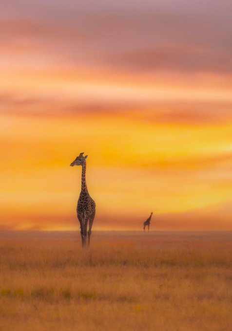 A tall giraffe stands silhouetted in a misty grassland at sunset, with vibrant orange and pink hues filling the sky and a second, smaller giraffe visible in the distance.