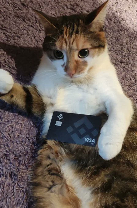 A calico cat lying on its back on a purple blanket, holding a black Binance Visa Debit card between its paws.