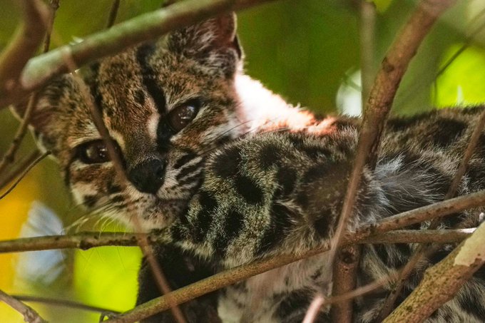 A small spotted wild cat, likely a margay or ocelot, rests among tree branches in a sunlit forest.