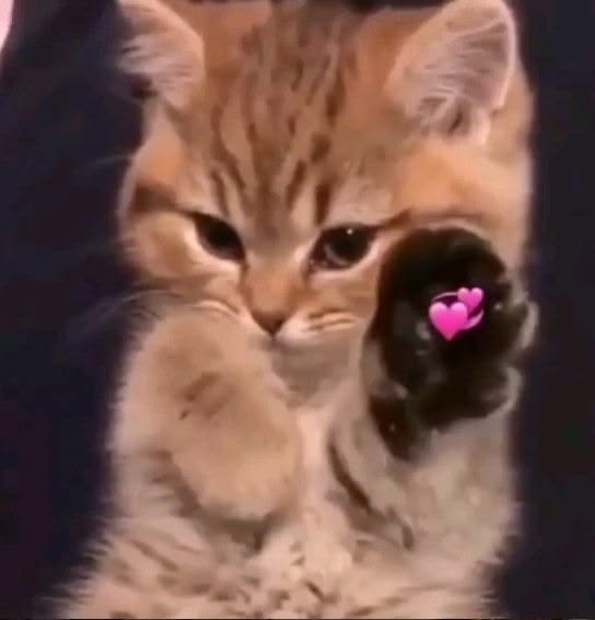 An adorable orange tabby kitten extends its paw forward, as if offering a heart-filled gesture to the viewer, perfectly complementing the cheerful "Gm Everyone" greeting with a sweet, welcoming vibe.