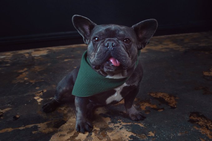 A black French Bulldog wearing a green bandana sits on a mottled surface with its tongue slightly out, looking directly at the camera.