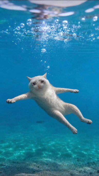 A white cat swims underwater in crystal-clear blue water, capturing a "diving cat" moment that playfully matches the $CASHCAT cryptocurrency meme theme referenced in the post about its listing on Robinhood.