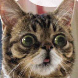 A close-up photo captures a tabby cat with wide green eyes looking upwards with its mouth slightly open.