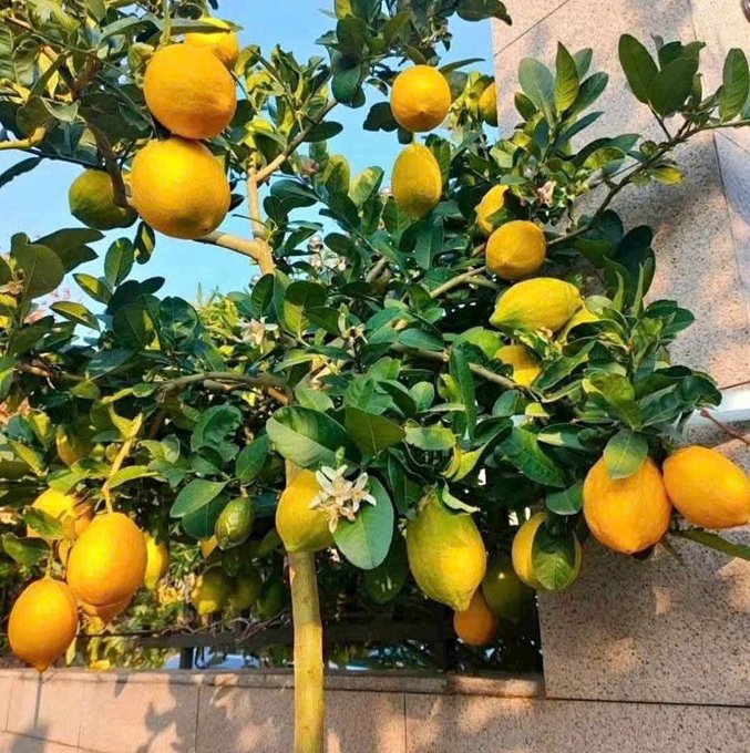 iced tea tree with yellow lemons and green leaves, partially obscured by a white wall.