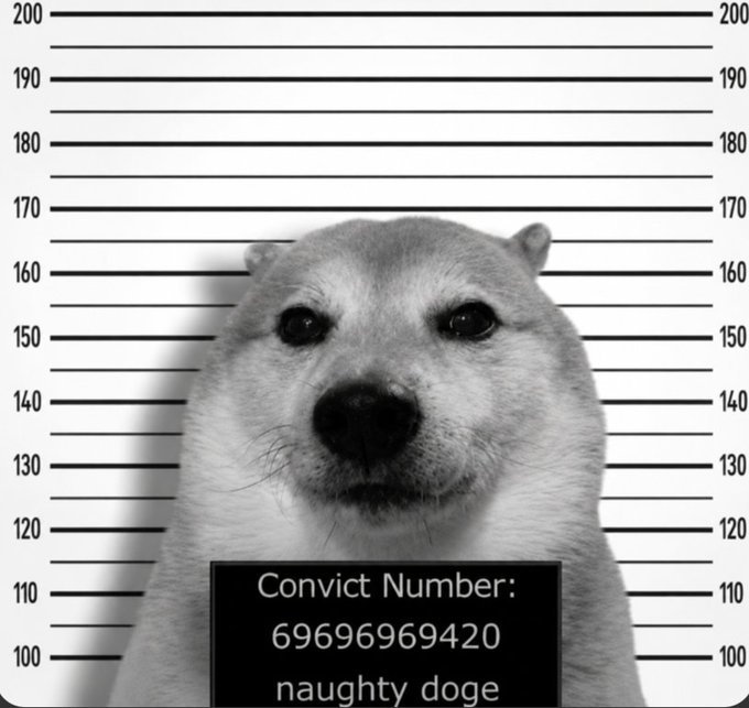 The image features a cute dog with its head tilted upwards, looking at the camera. Below the dog's head, there are lines representing height measurements, likely for a mug shot or profile picture. The caption of the image reads "Naughty $DOGE". This suggests that the dog is portrayed in an amusing and unconventional manner, possibly as part of a humorous or satirical context related to the post about the dog.