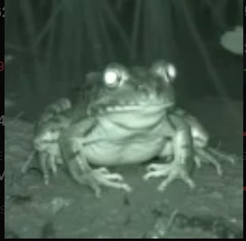 A blurry black and white night-vision photograph of a large frog facing the camera with bright reflective eyes.