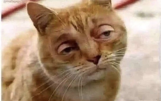 An orange tabby cat with a smug, side-eyed expression and slightly crossed eyes, humorously embodying the skeptical or "side-eye" reaction to crypto terms like Sol, Terra, and Luna.