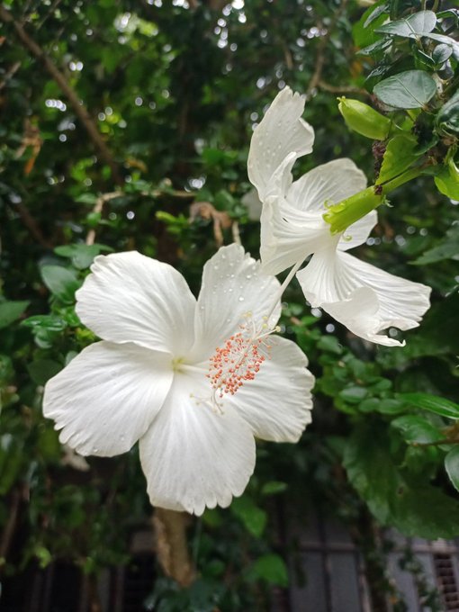 A pristine white hibiscus flower with water droplets glistens on its delicate petals against a lush green backdrop, while the accompanying post promotes $TRIA's stablecoin cashback platform, contrasting natural authenticity with the message that real value—much like this simple, beautiful bloom—endures beyond fleeting hype.