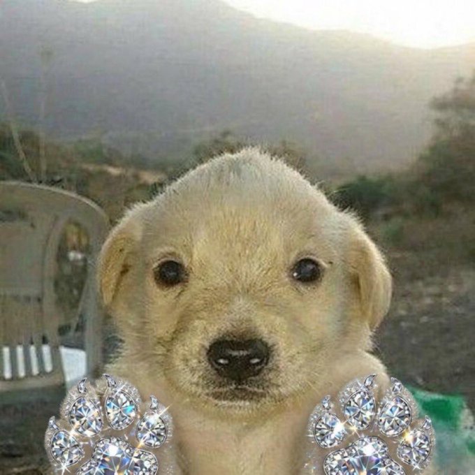 A close-up photo of a light-colored puppy with digitally added sparkling diamond clusters on its paws against an outdoor background.