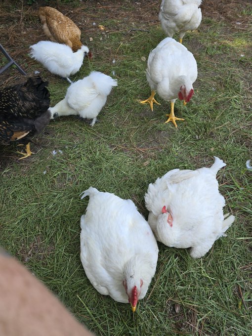 A small flock of chickens, including white hens, a dark speckled hen, and a tan-colored bird, forage on a grassy lawn dotted with feathers. A person's leg is partially visible in the foreground, suggesting they are standing close by observing or feeding the birds.
