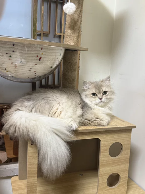 A fluffy gray and white long-haired cat lies comfortably on top of a wooden cat tree platform, with its tail draped over the edge, next to a scratching post and a hanging white pom-pom toy.