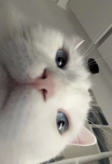 A close-up, sideways photo of a white kitten with bright blue eyes.