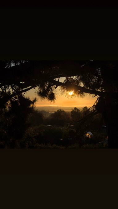 A scenic view of a sunset seen through the silhouetted branches of a pine tree, overlooking a distant landscape.