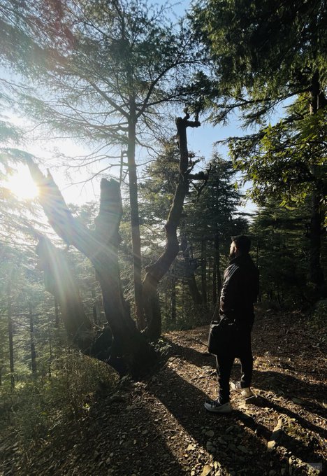 A person in a dark jacket standing on a forest trail looking at a sunlit pine tree with bright rays shining through the branches.
