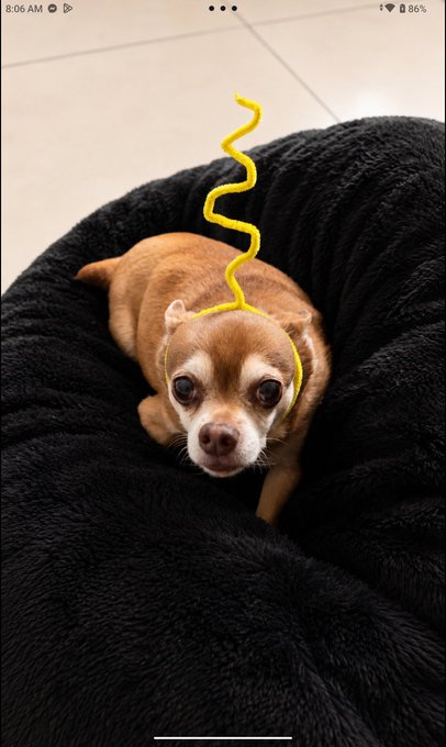 A small tan Chihuahua rests on a black blanket, digitally edited with a yellow squiggly "party antenna" hat on its head; the screenshot shows 8:06 AM and 86% battery.