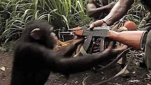 A young chimpanzee outdoors interacts with a person holding what looks like a rifle or firearm in a jungle setting.