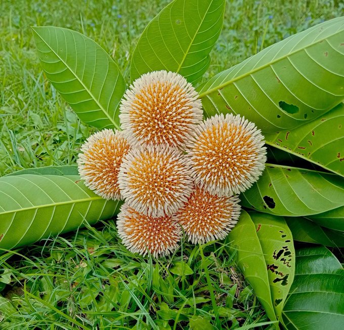 The image features a close-up view of six orange flowers with white centers, surrounded by green leaves. The flowers are arranged in two rows of three, creating an interesting visual effect. The background appears to be a grassy area or field, providing a natural and serene setting for the scene. The post includes text that reads "Good Morning X Family @NomismaNetwork New day new opportunity Keep building, keep exploring." This message seems to be related to the flowers in the image, as it encourages viewers to appreciate the beauty of nature and embrace new opportunities each day.