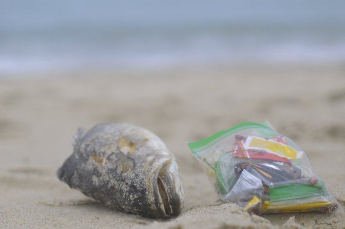 A dead fish lying on sandy beach next to a plastic bag containing colorful trash, highlighting ocean pollution.