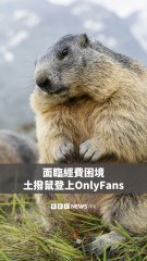 A close-up of a marmot in a mountainous landscape with a text overlay reading "面臨破費困境 土撥鼠登上OnlyFans" (Face financial difficulties, marmot joins OnlyFans).