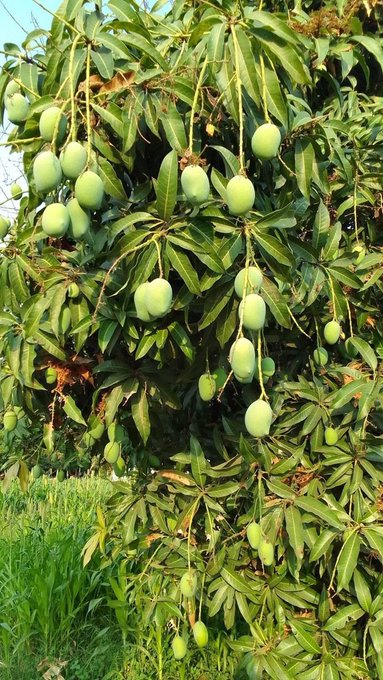The image features a large tree filled with green mangoes hanging from its branches, creating an abundance of fruit. The mangoes are ripe and ready for picking, indicating that they have been recently harvested or will soon be harvested. The tree's lush foliage adds to the overall beauty of the scene. The post about the mango tree is accompanied by a photo of the tree itself, showcasing the plentiful supply of fresh mangoes.