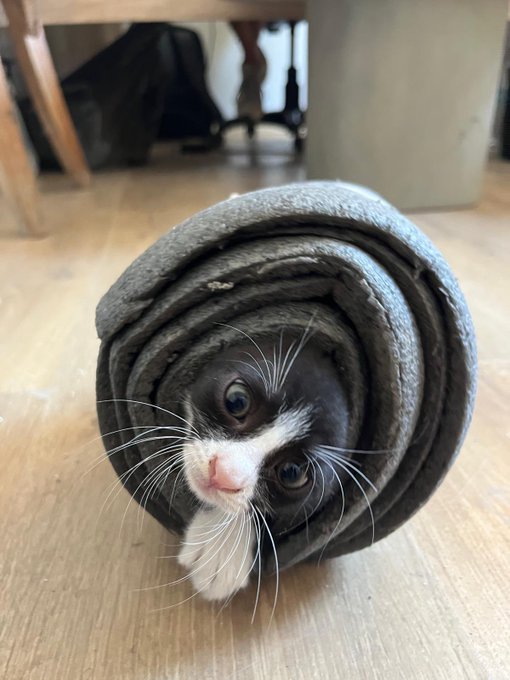 An adorable black and white kitten peering out from inside a rolled-up gray carpet on a wooden floor, with furniture legs visible in the background.