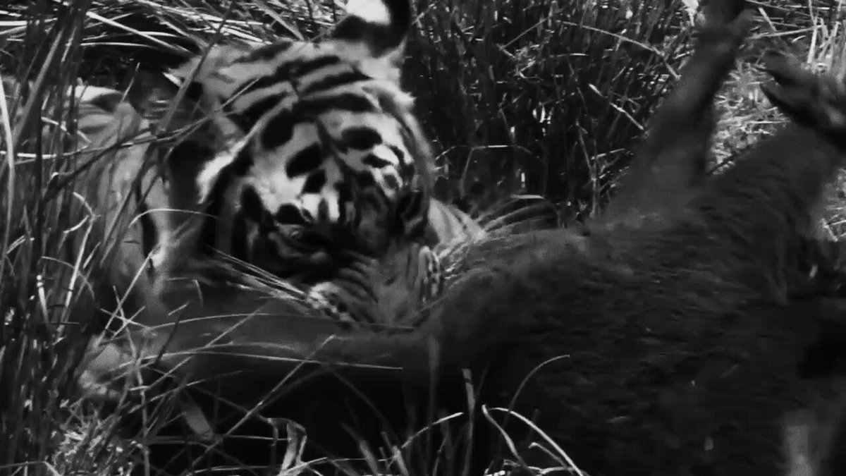 The image shows two animals, possibly a tiger and a deer or a goat, engaged in an interaction within their natural habitat. The scene takes place in tall grass with both animals facing each other. The image also contains text that reads "We're proud to present NEO, a new live series from @stabledash : conversations with the companies rebuilding banking from the rails up". This suggests that the image is part of a series or collection featuring discussions and insights about the evolution of the banking industry in response to changes in technology and consumer behavior.