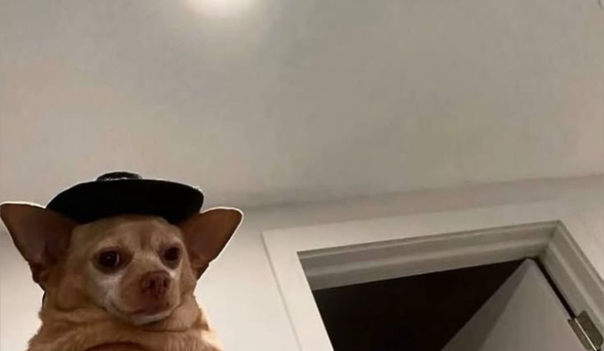 A small tan dog wearing a black cap looks at the camera from a low angle in a room with white walls and a door.