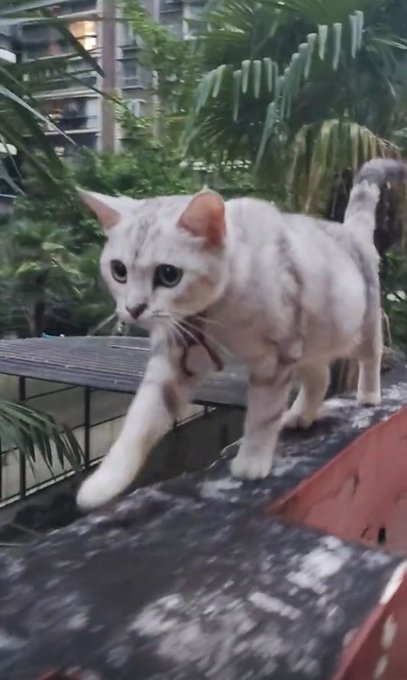 A silver tabby cat with a pink ribbon walks cautiously along a textured concrete ledge surrounded by tropical plants and apartment buildings.